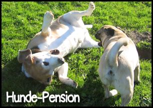 Hunde-Pension